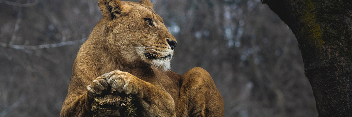 A lioness sits calmly in a tree